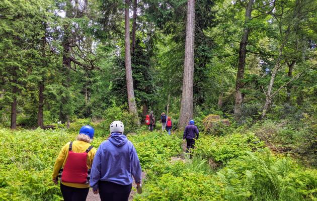 Two people walking in a forest