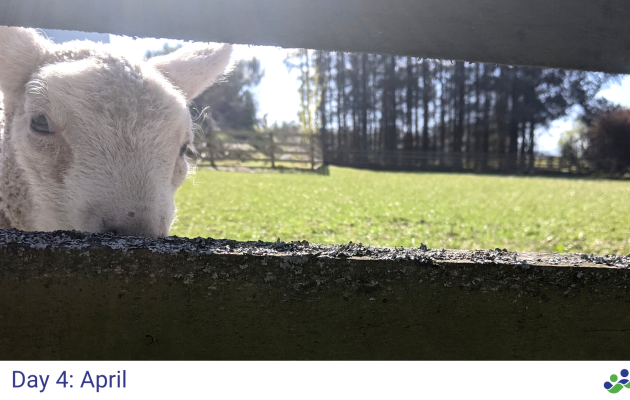 Image of a lamb in spring