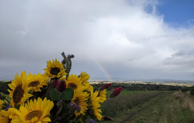 Image of sunflowers