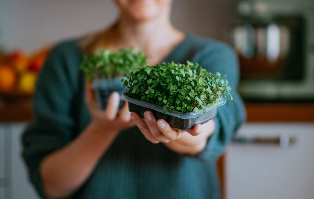 sprouting seeds