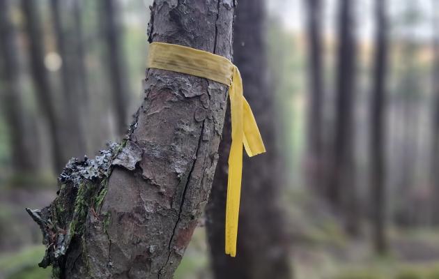 tree with yellow ribbon