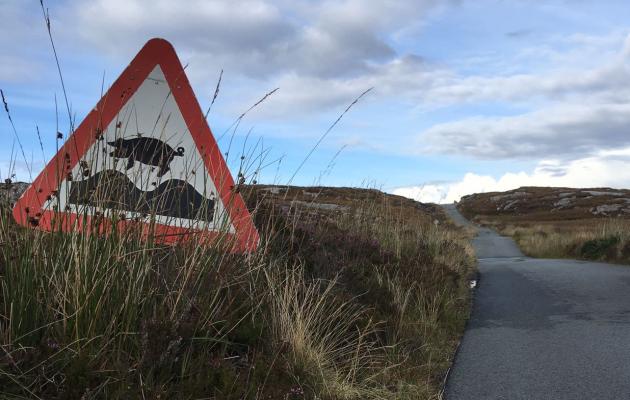 Flying pigs sign - Isle of Raasay