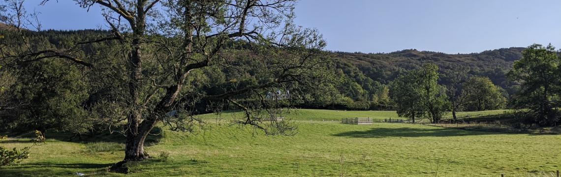 Tree in field 