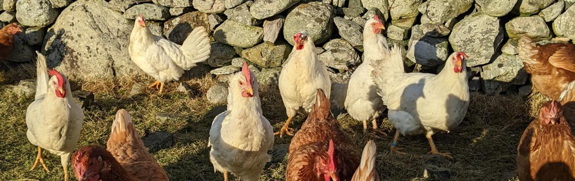 Image of hens in the sun