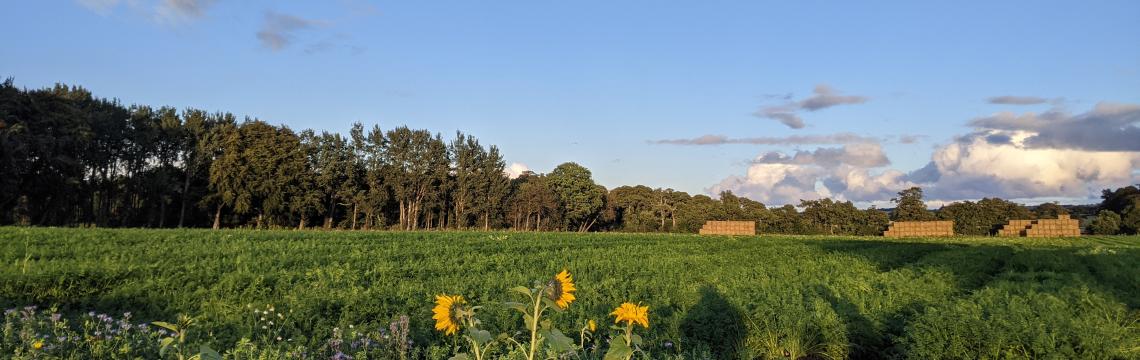 Image of sunflowers in a field with blue skies