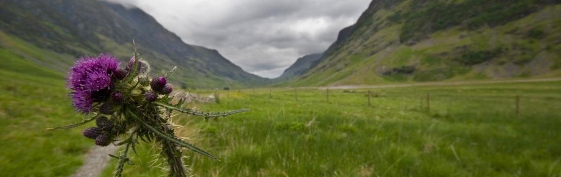 Image of a thistle in rural Scotland